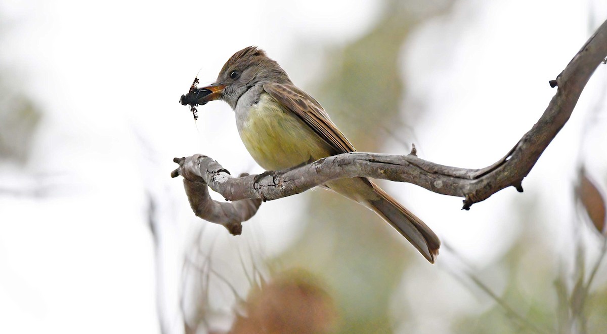 Dusky-capped Flycatcher - ML286134161