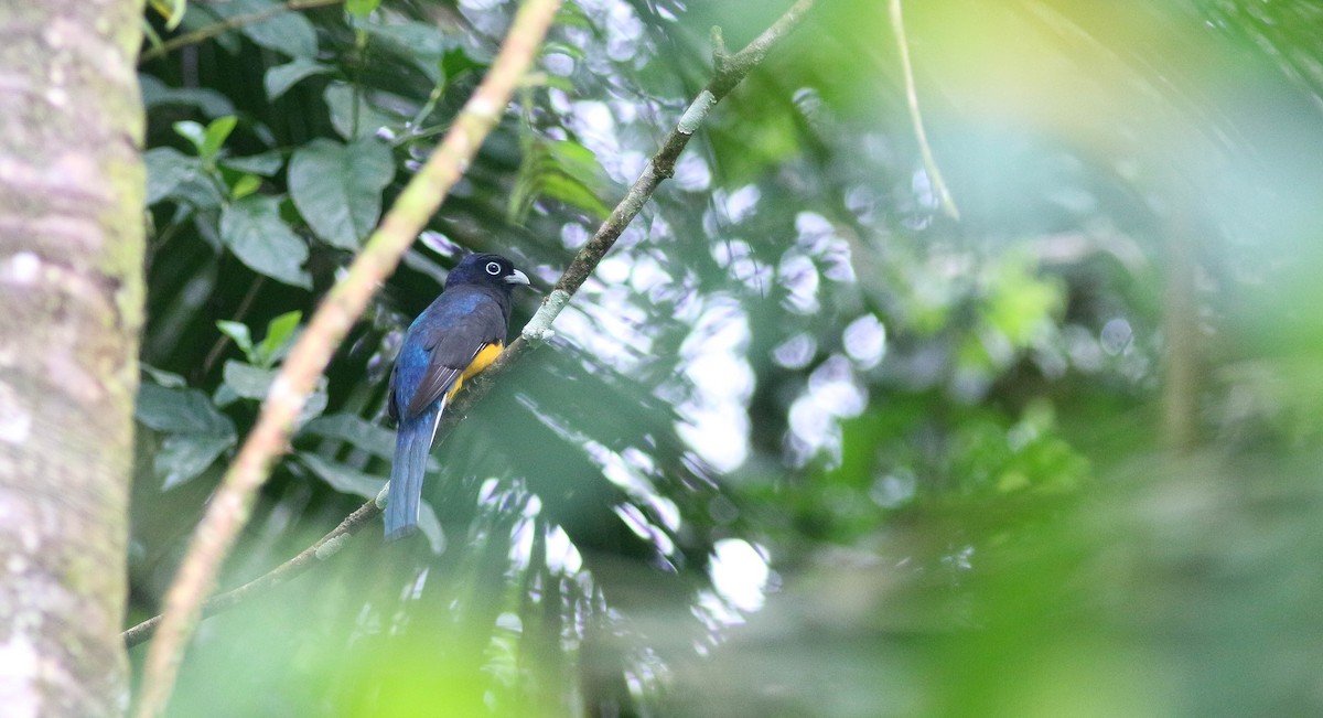 Green-backed Trogon - ML286139141