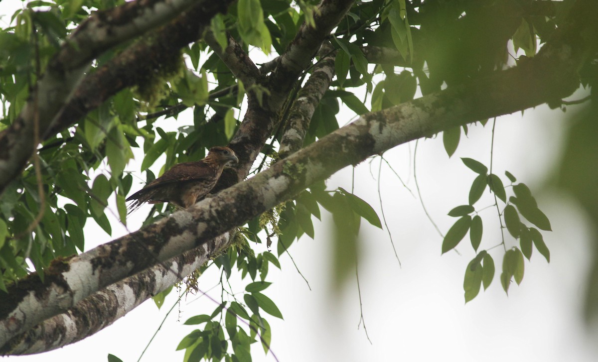 Caracara Chimachima - ML286139151