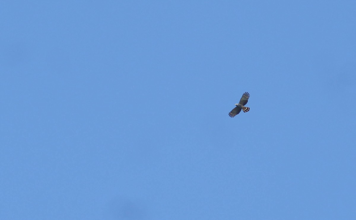 Hook-billed Kite - ML286139551