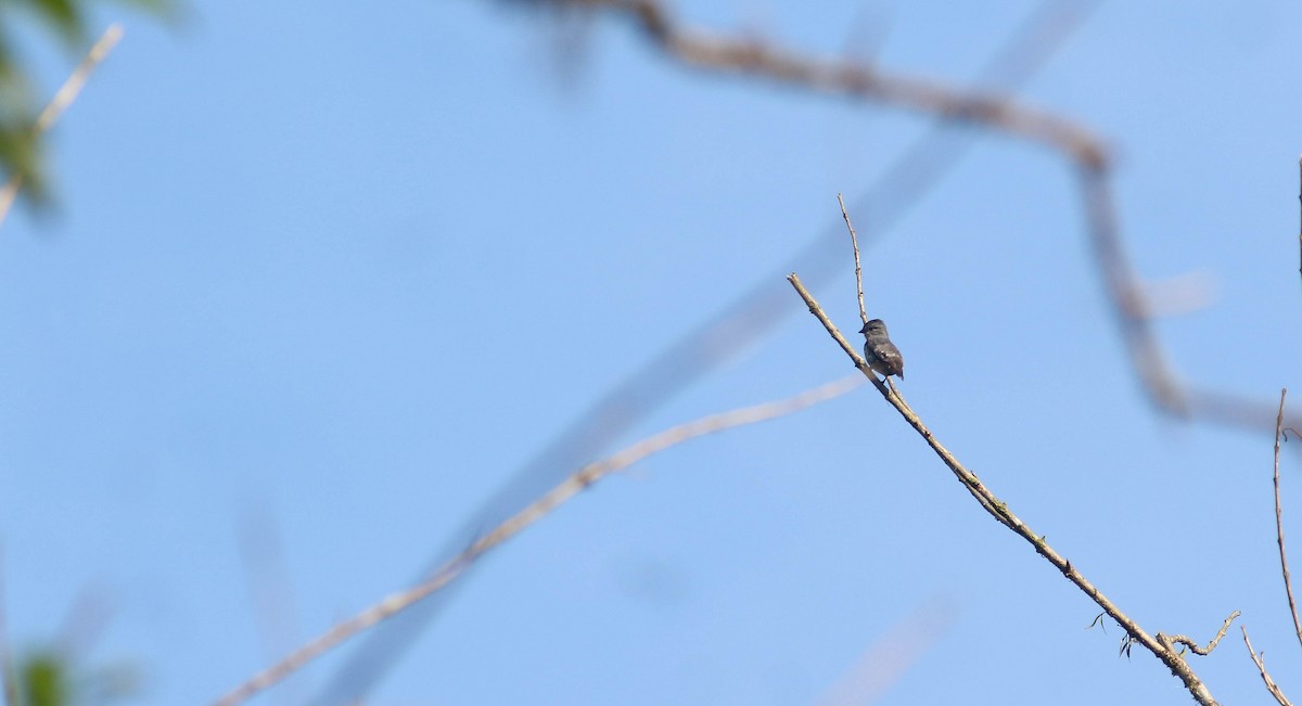 Buff-throated Purpletuft - ML286139591