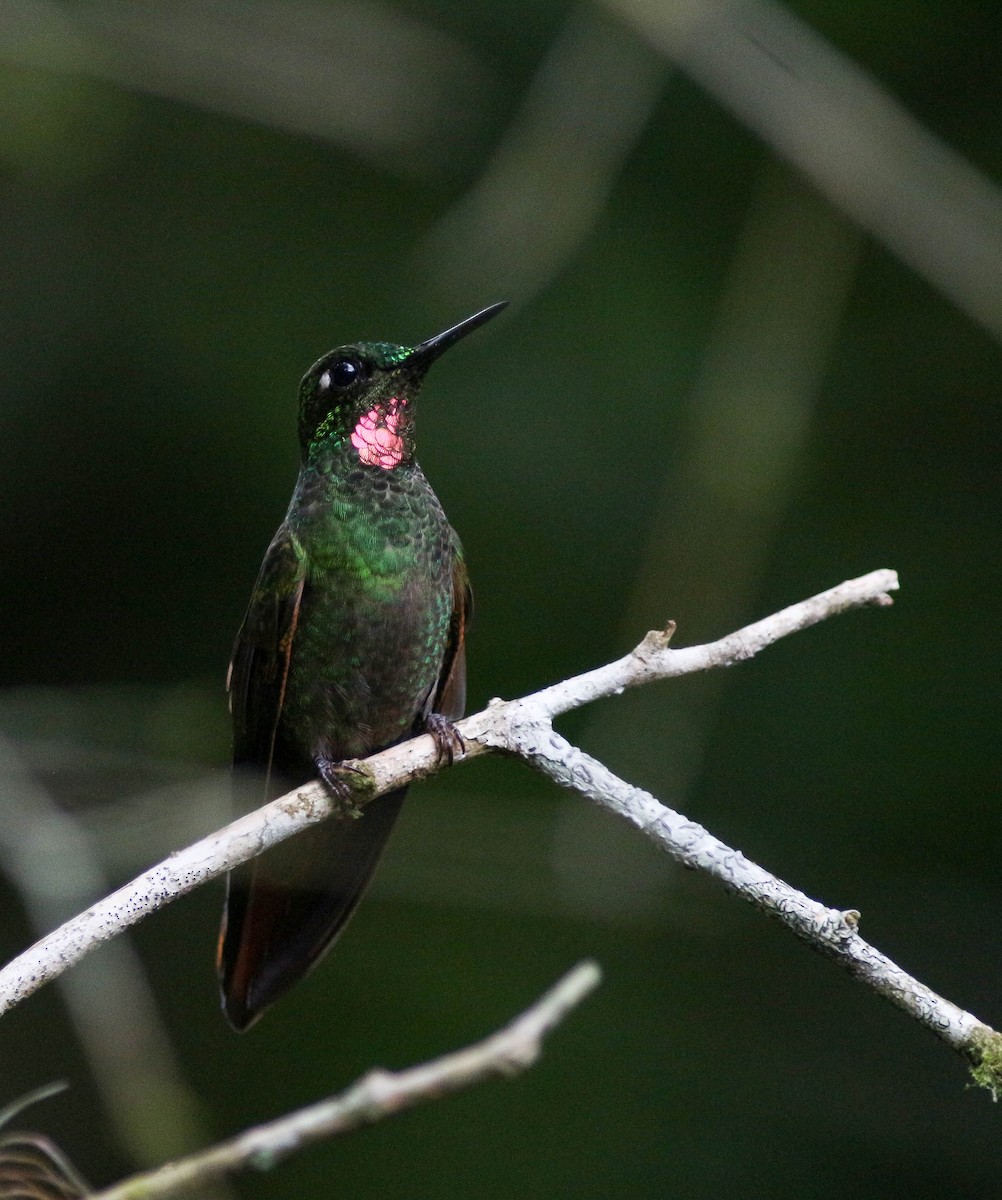 Colibri rubis-émeraude - ML286139681