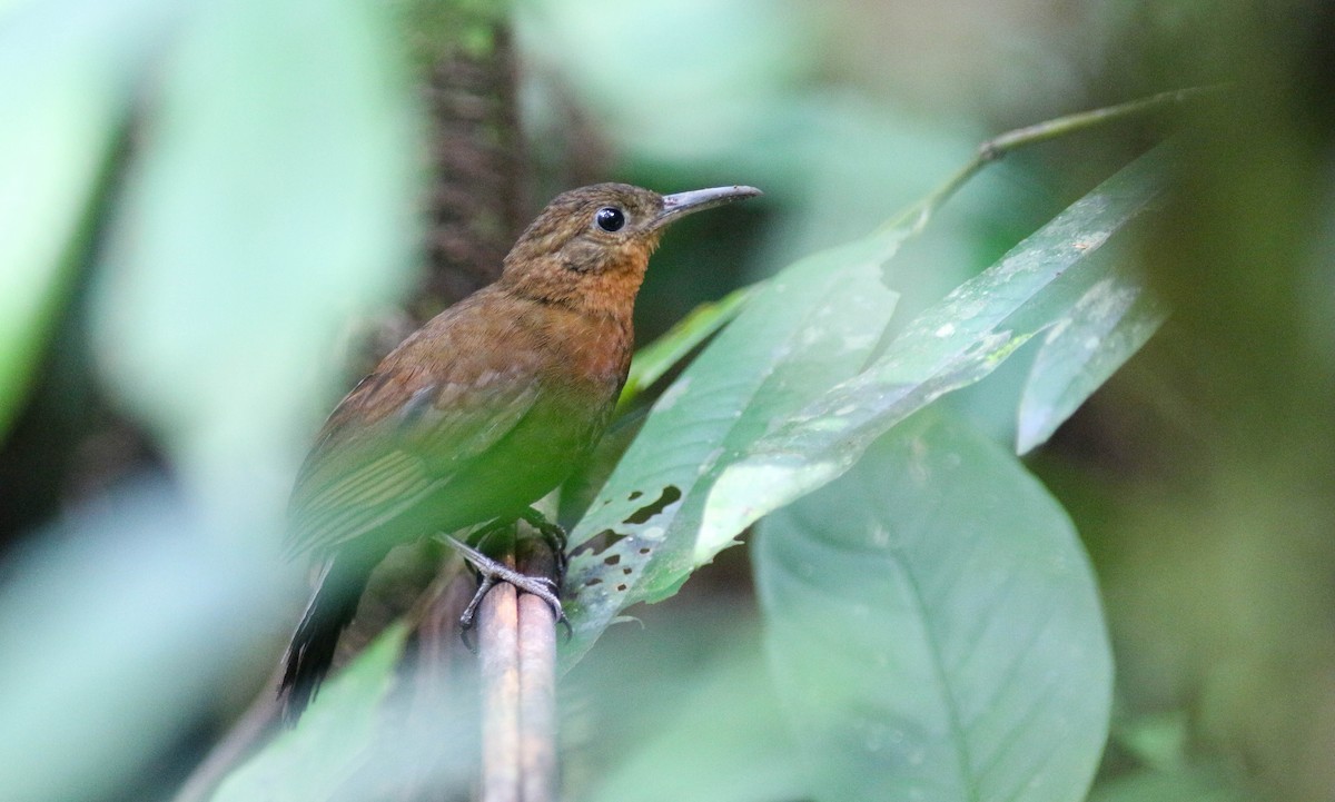 South American Leaftosser (Guianan) - Projeto  Dacnis