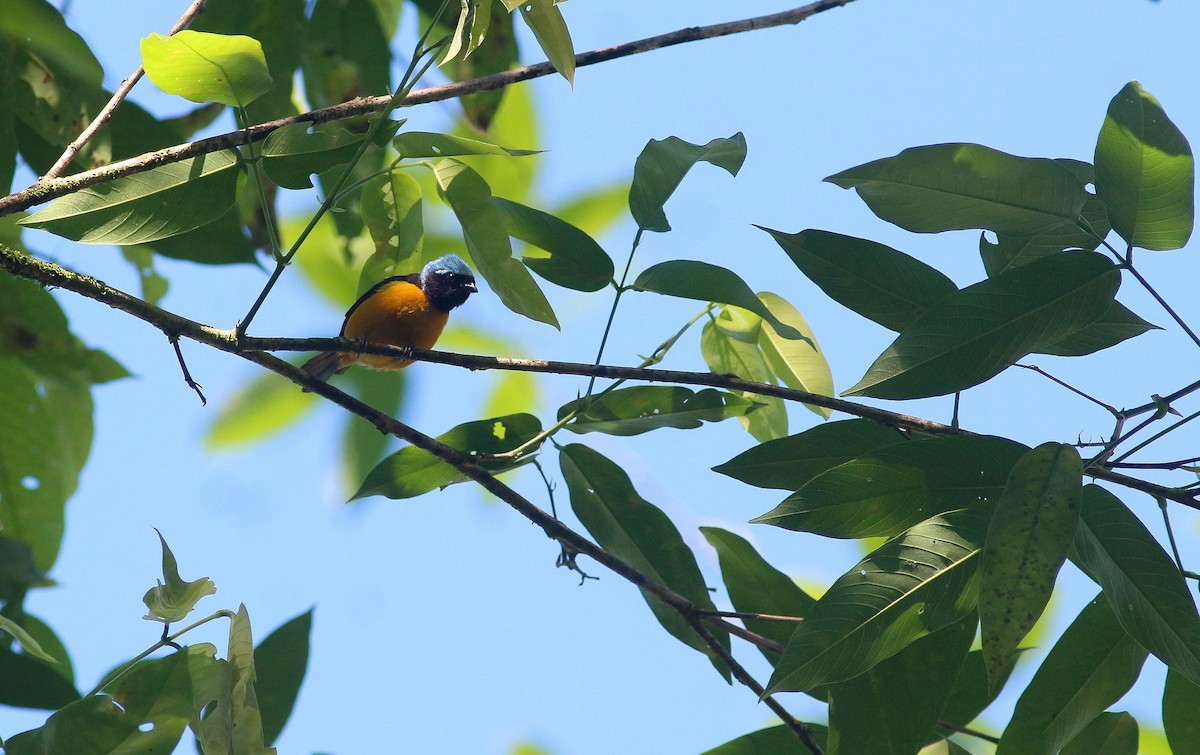 Golden-rumped Euphonia - ML286140311