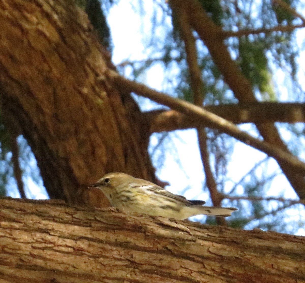 Yellow-rumped Warbler - ML286141301