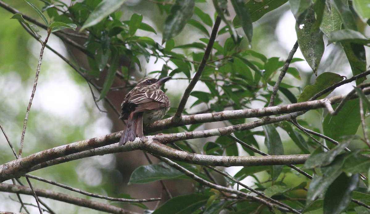 Streaked Flycatcher - ML286143711