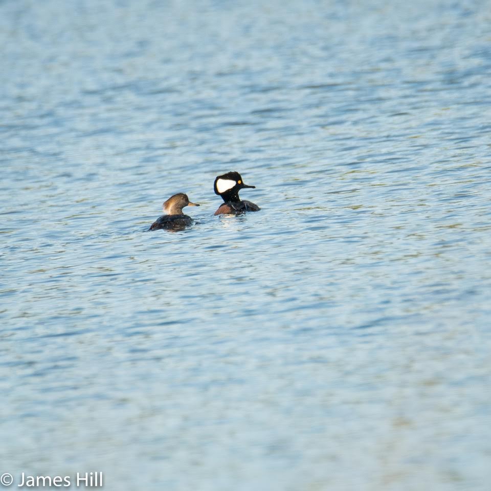 Hooded Merganser - ML286143861