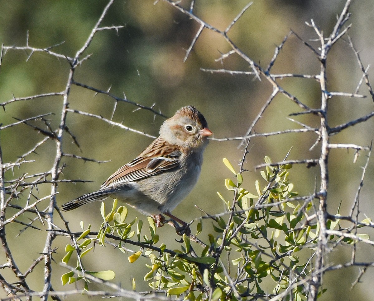 Field Sparrow - Mauricio López