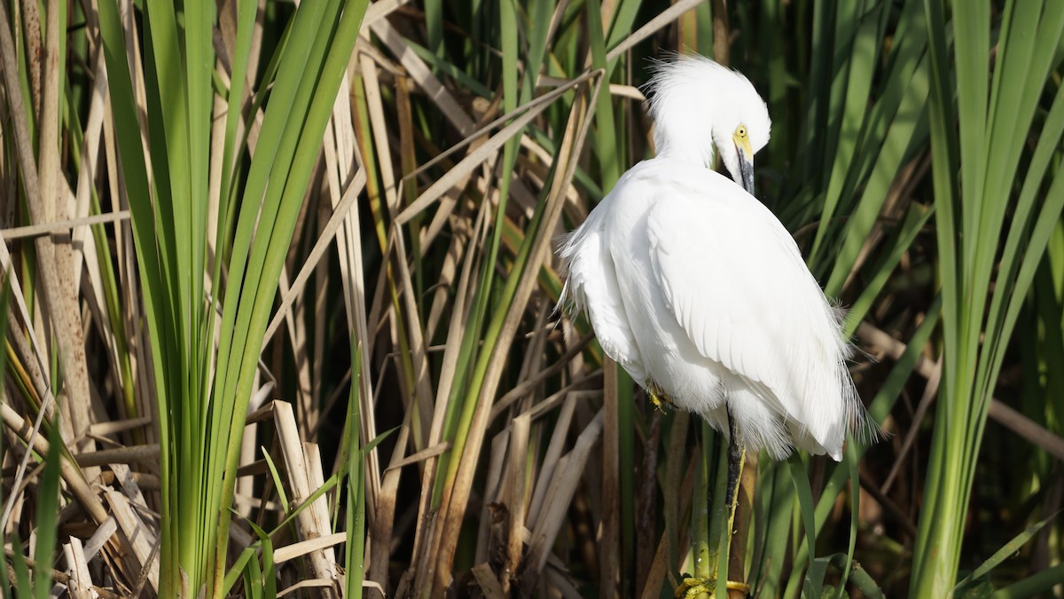 Snowy Egret - ML286145871