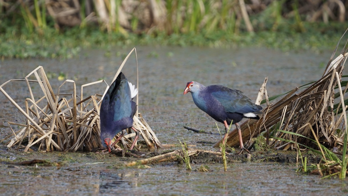 Gray-headed Swamphen - ML286146021