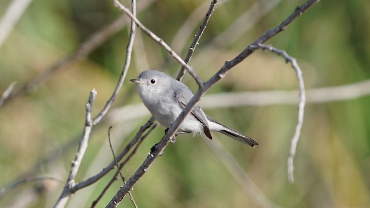 Blue-gray Gnatcatcher - ML286146031