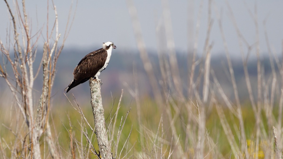 Águila Pescadora - ML286146491