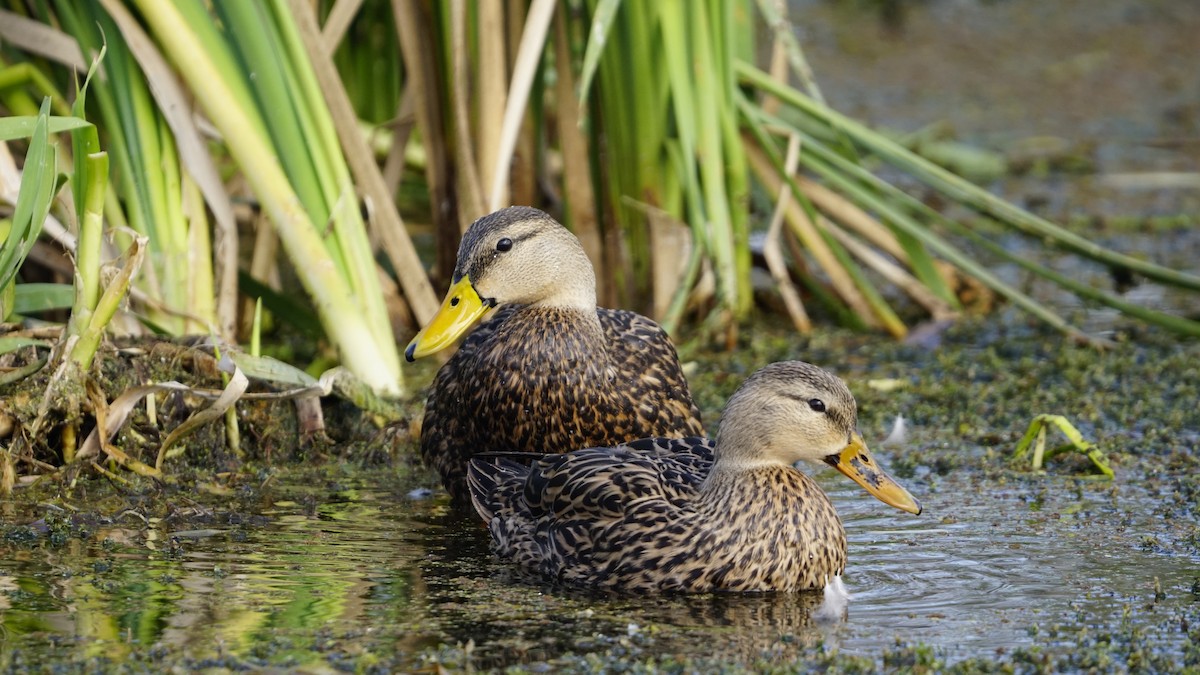 Mallard x Mottled Duck (hybrid) - Jodi Pinder