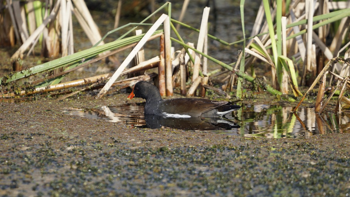 Common Gallinule - ML286147091