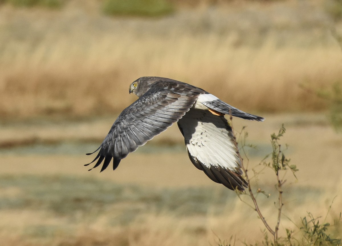 Northern Harrier - Mauricio López