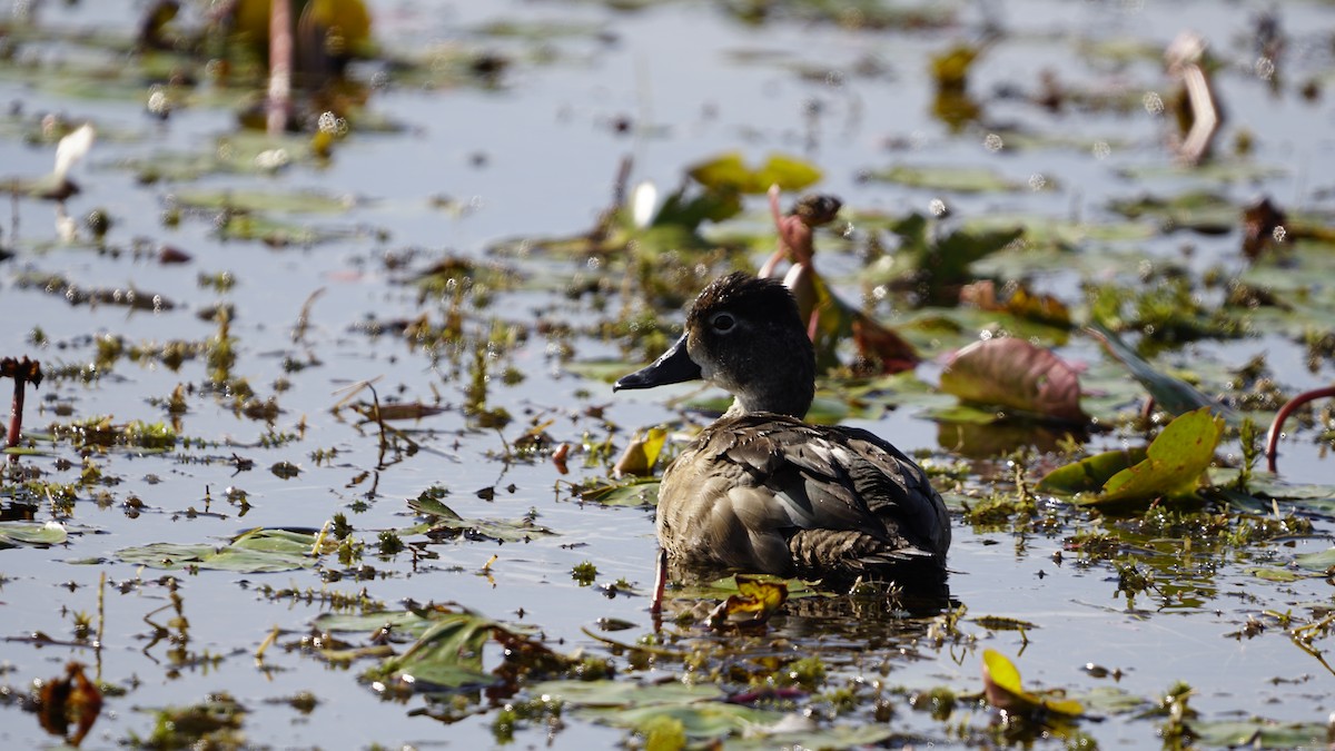 Ring-necked Duck - ML286147751