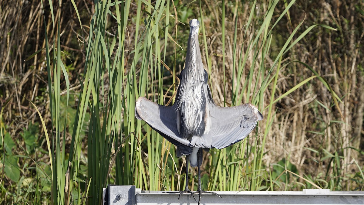 Great Blue Heron - Jodi Pinder