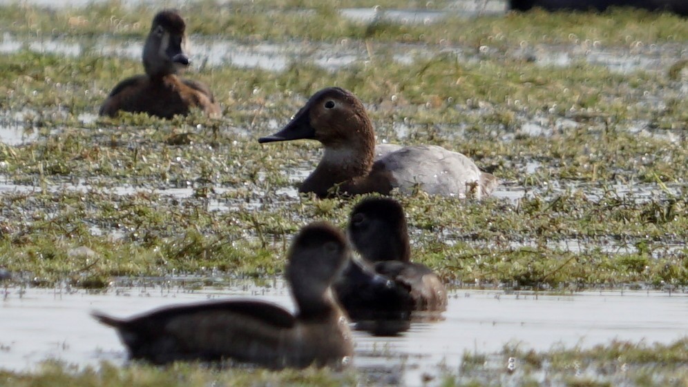 Canvasback - ML286148491