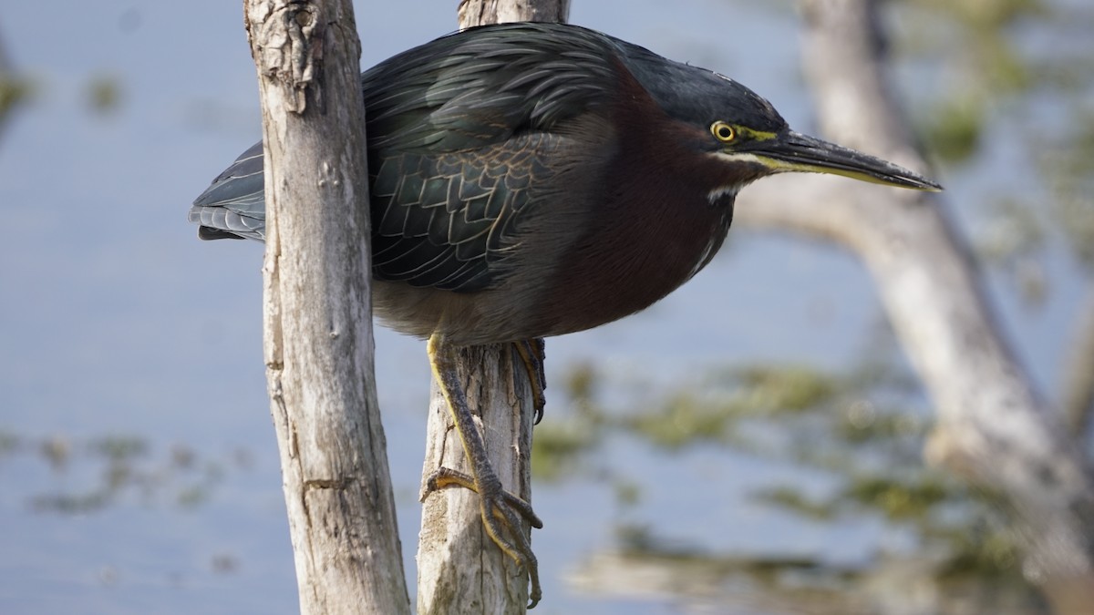 Green Heron - ML286148551