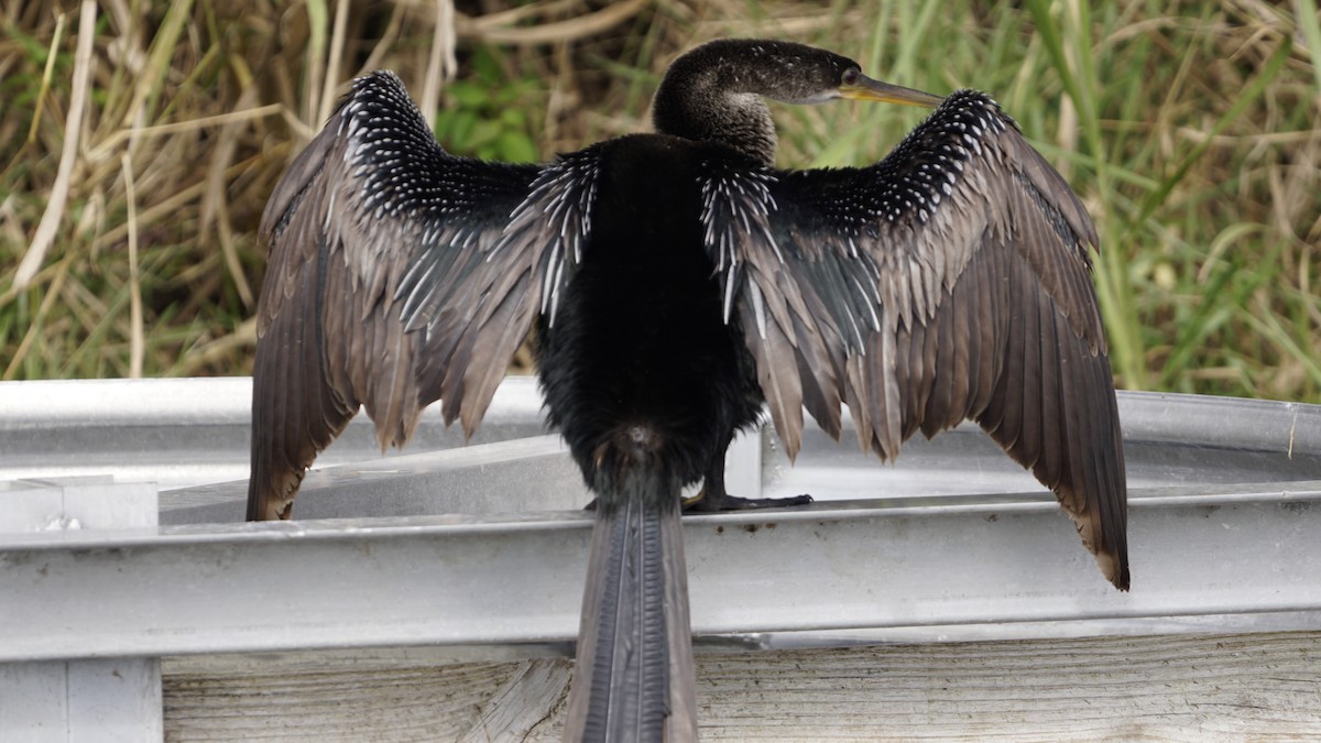 Anhinga Americana - ML286148881