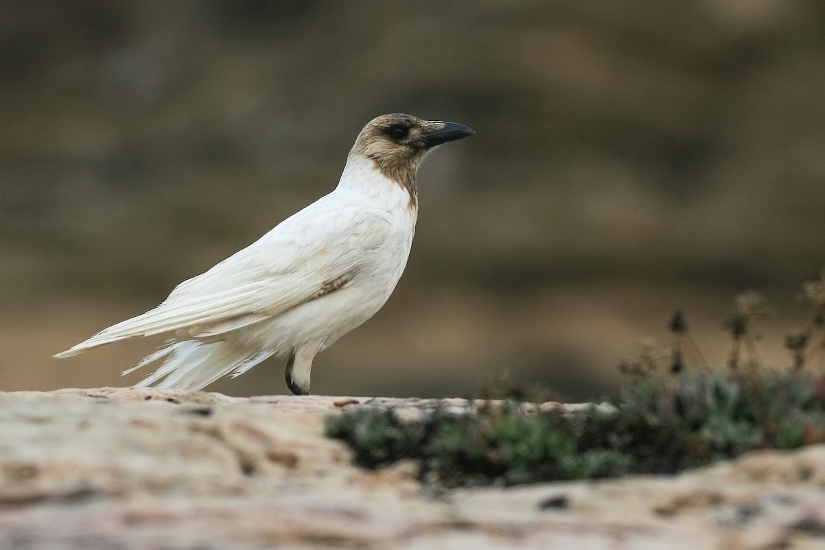 Hooded Crow - Rei Segali