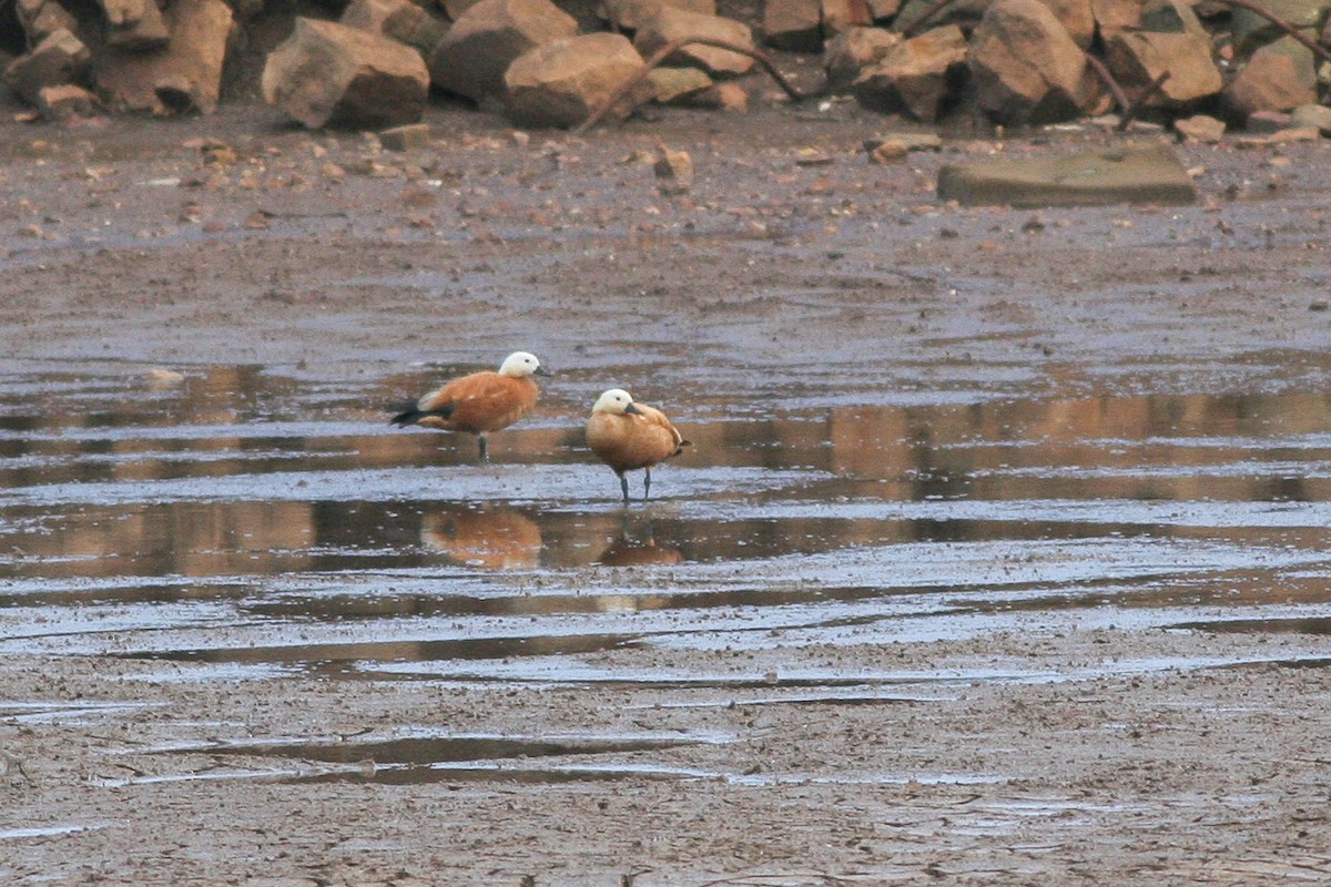 Ruddy Shelduck - ML286149631