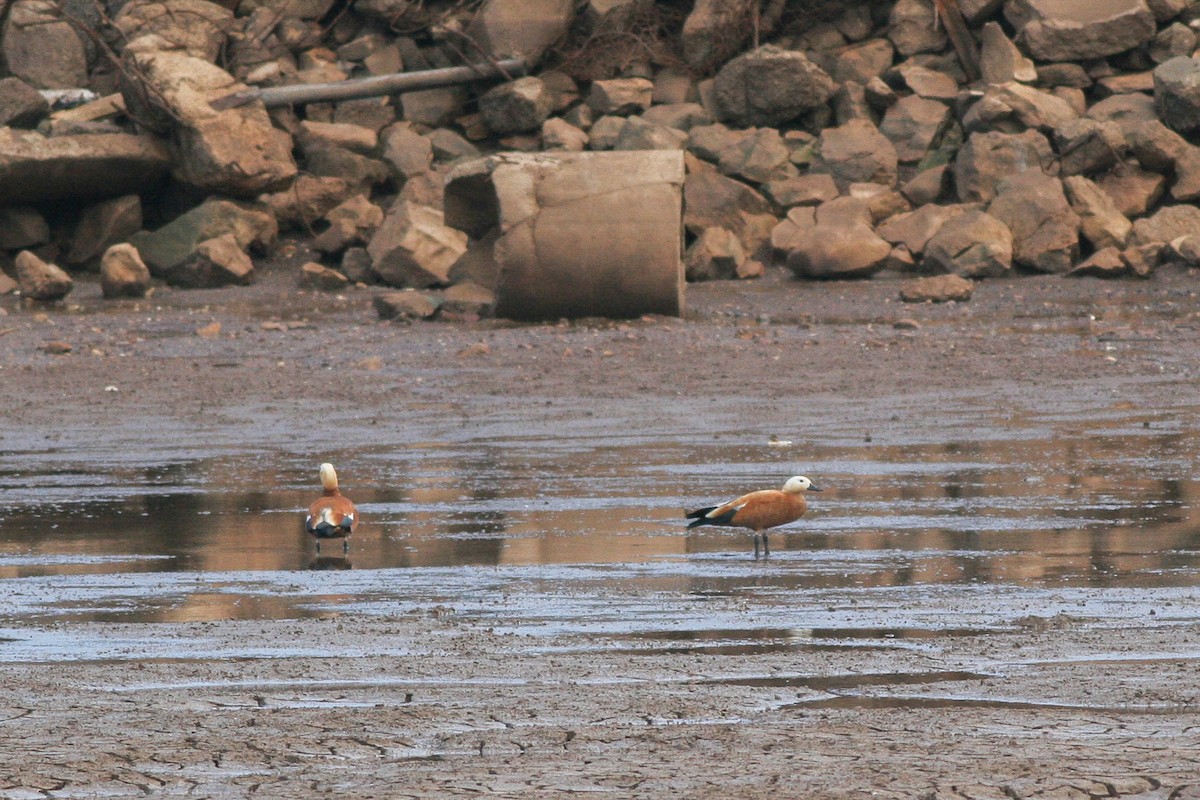 Ruddy Shelduck - ML286149641