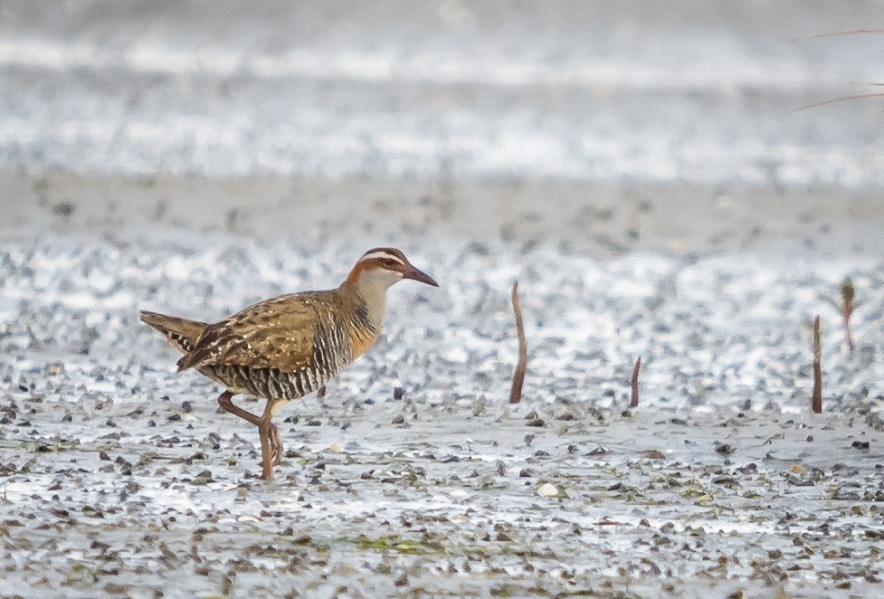 Buff-banded Rail - ML286150261