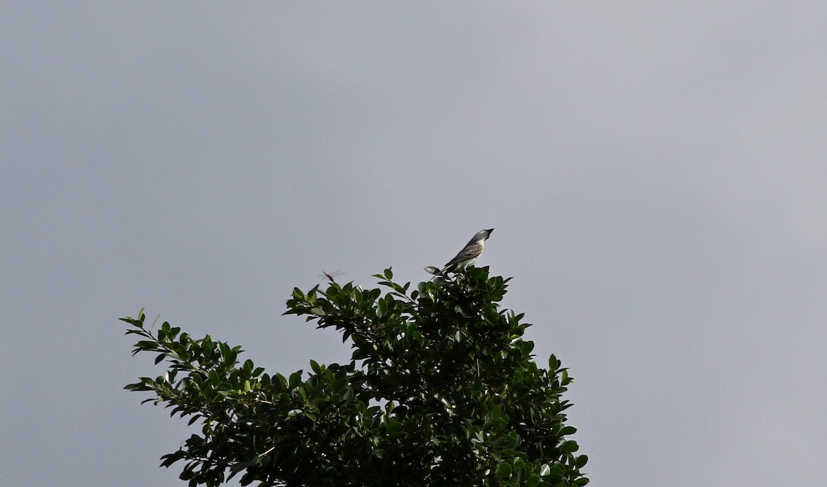 Gray Kingbird - miriam avello