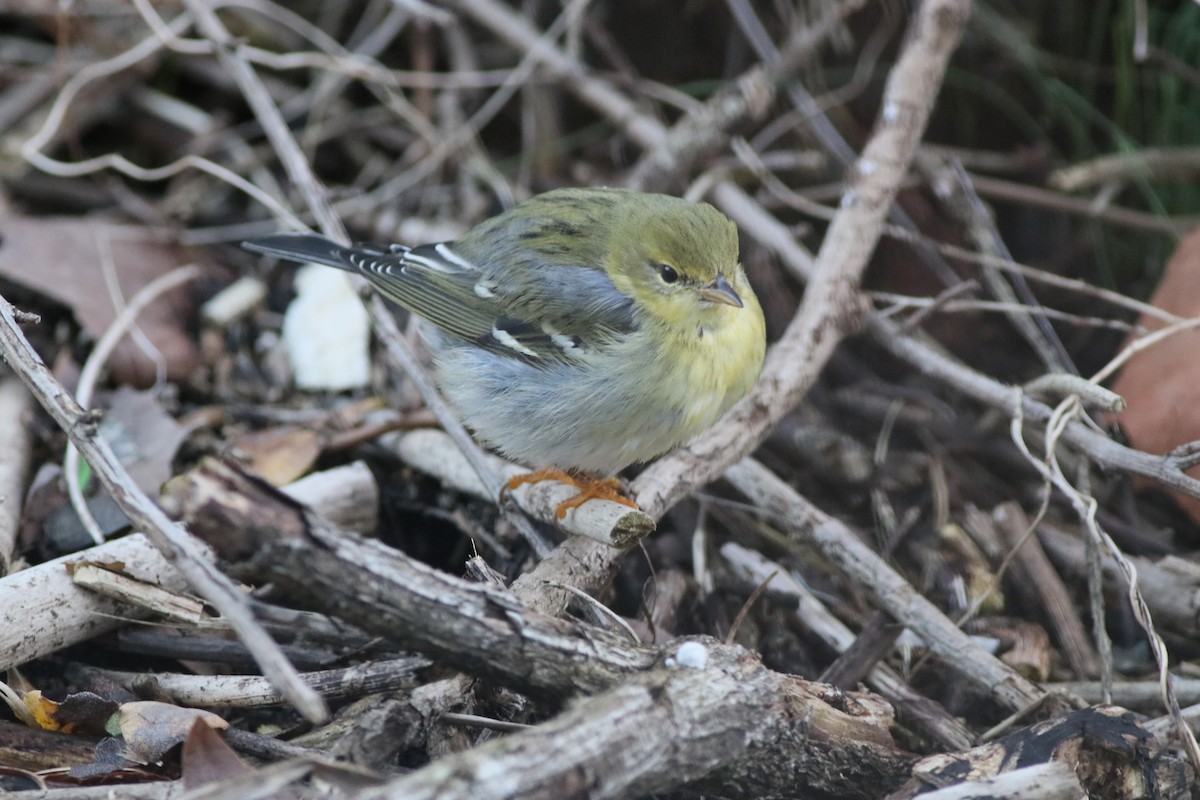 Blackpoll Warbler - ML286153401