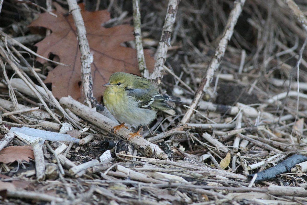 Blackpoll Warbler - william andermann