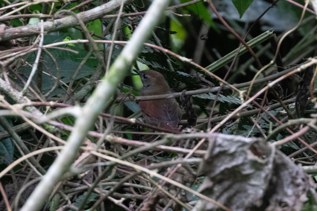 Cabanis's Spinetail - ML286154441