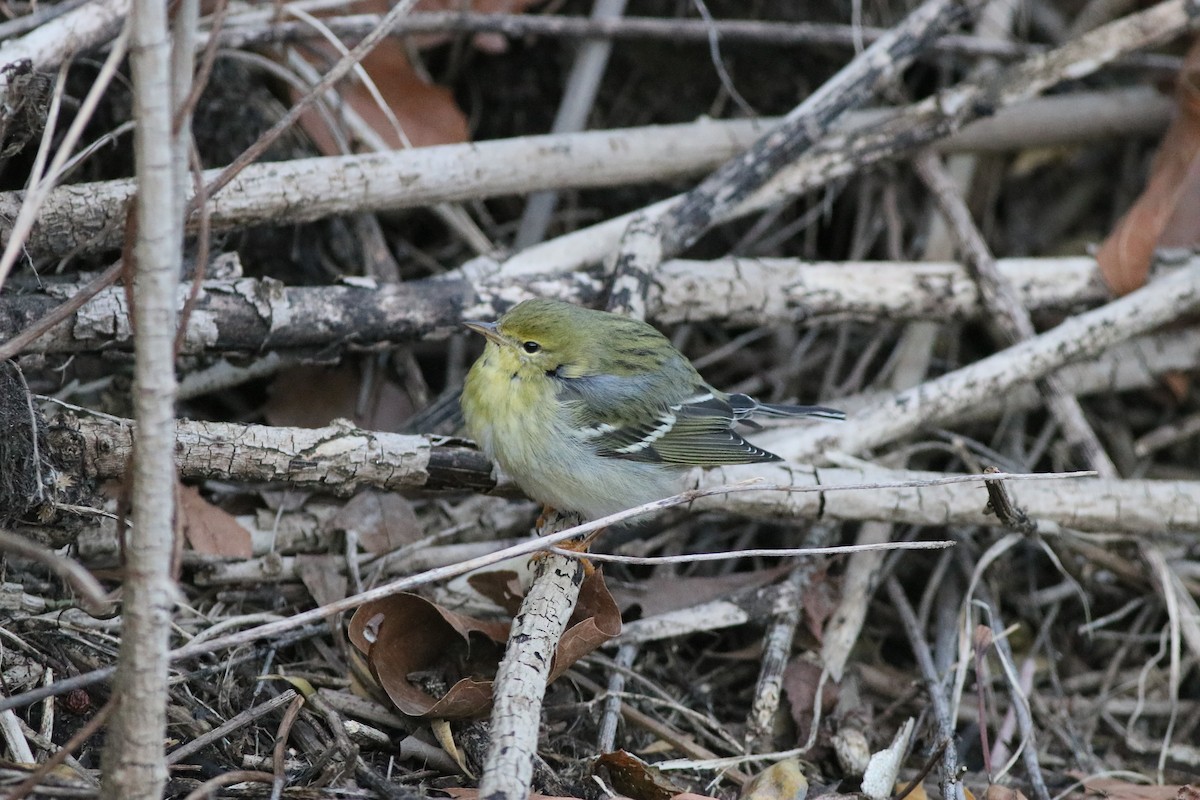 Blackpoll Warbler - ML286154531