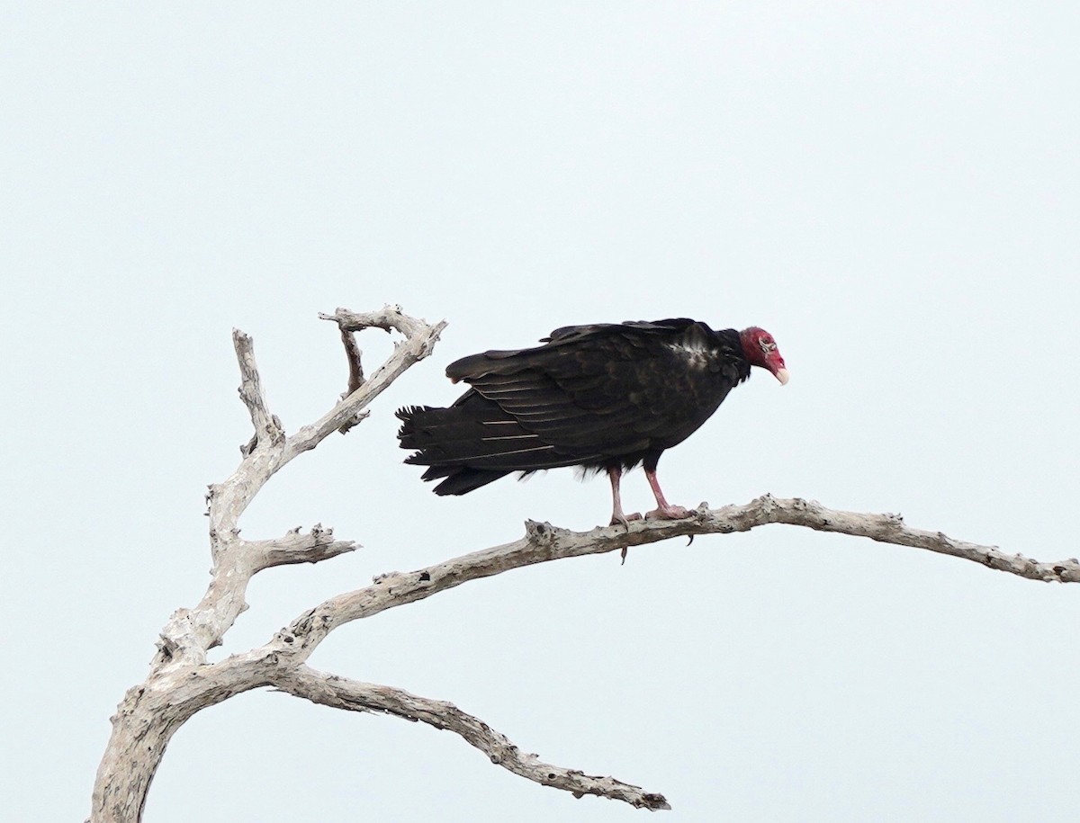 Turkey Vulture - Sibylle Hechtel