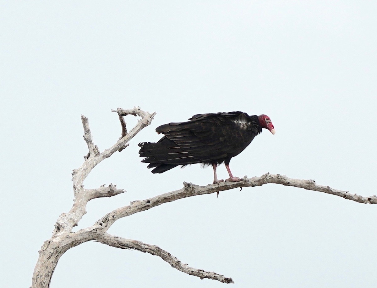 Urubu à tête rouge - ML286154911