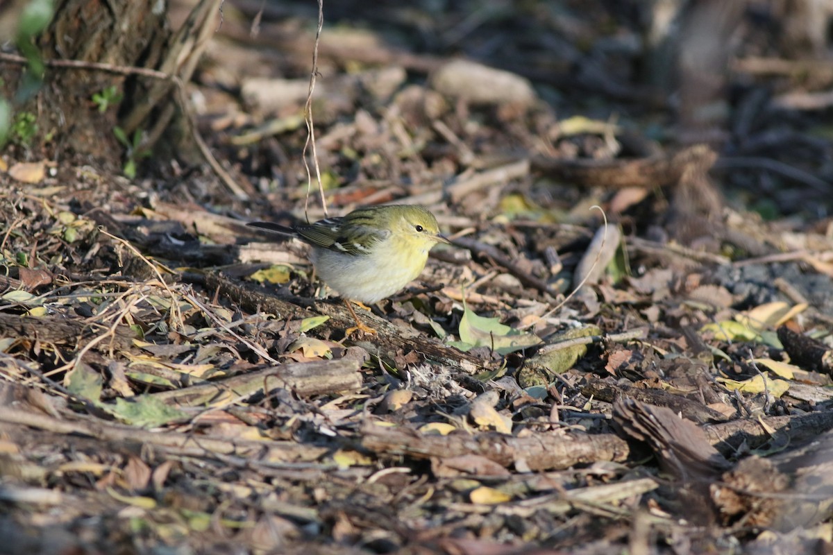 Blackpoll Warbler - ML286154971