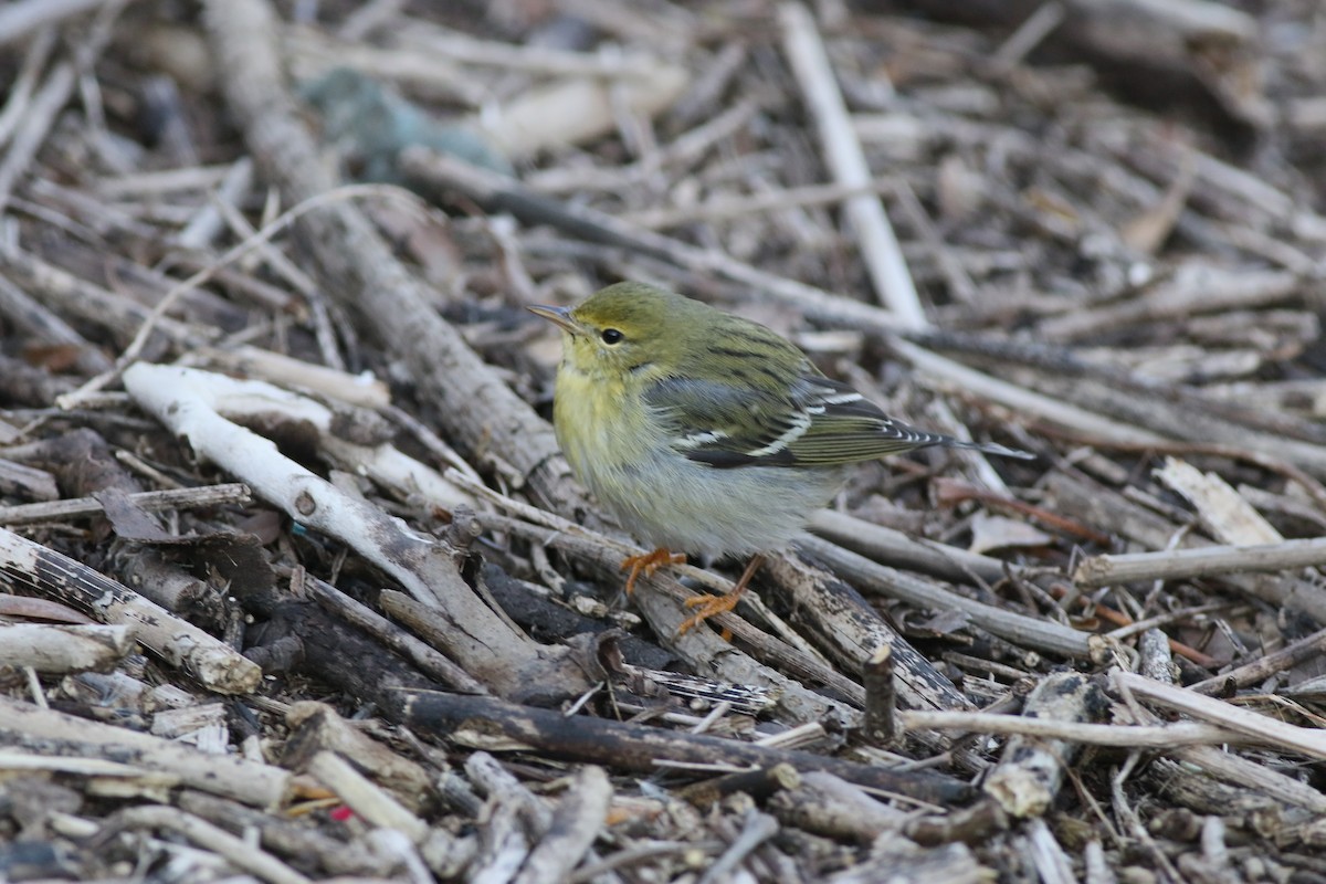 Blackpoll Warbler - ML286155021