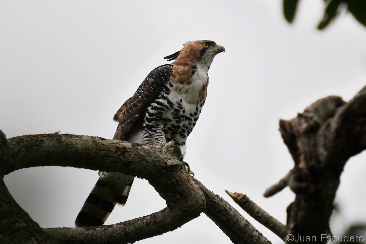 Águila Galana - ML286156441