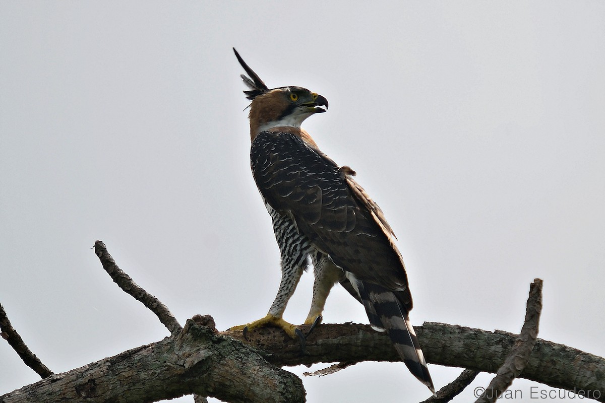 Ornate Hawk-Eagle - ML286157441