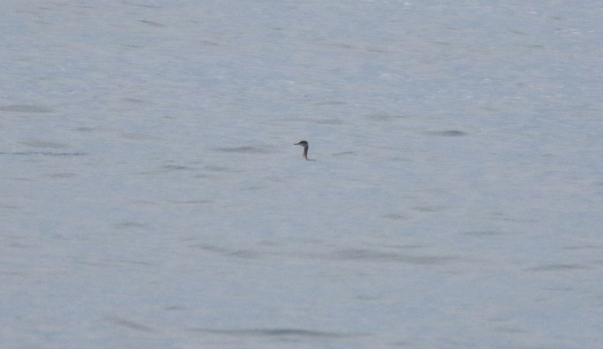 Red-necked Grebe - ML286159631