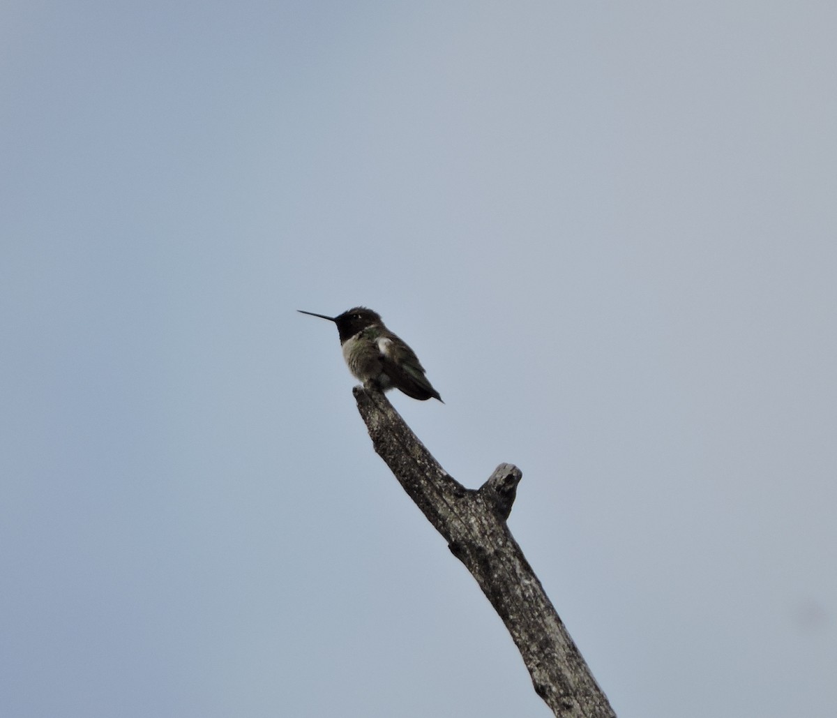 Colibrí Gorjinegro - ML28616081