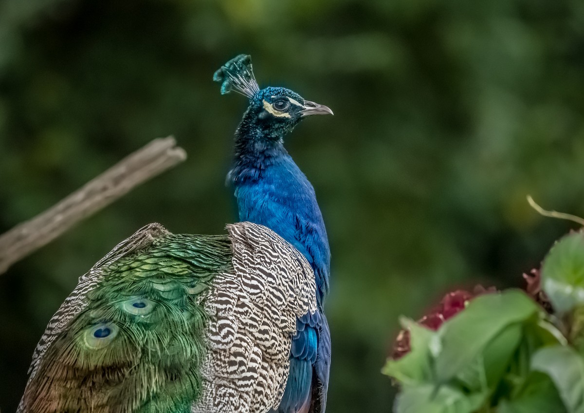 Indian Peafowl - ML286161111