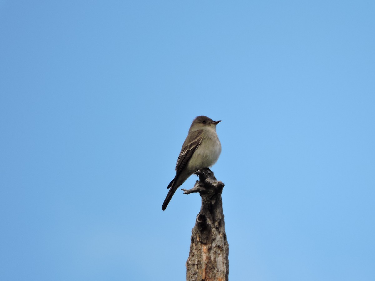 Western Wood-Pewee - ML28616171