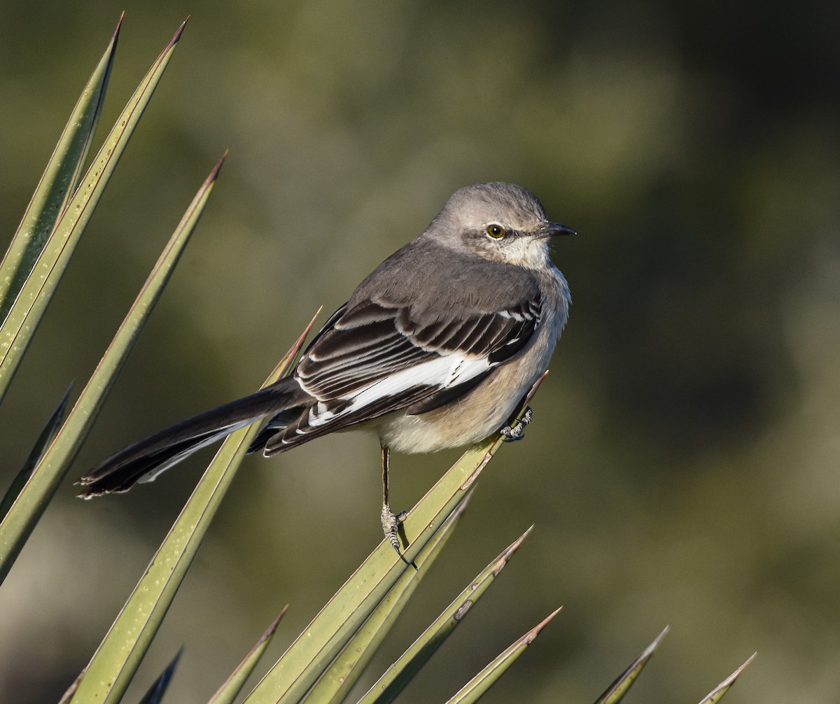 Northern Mockingbird - ML286162031