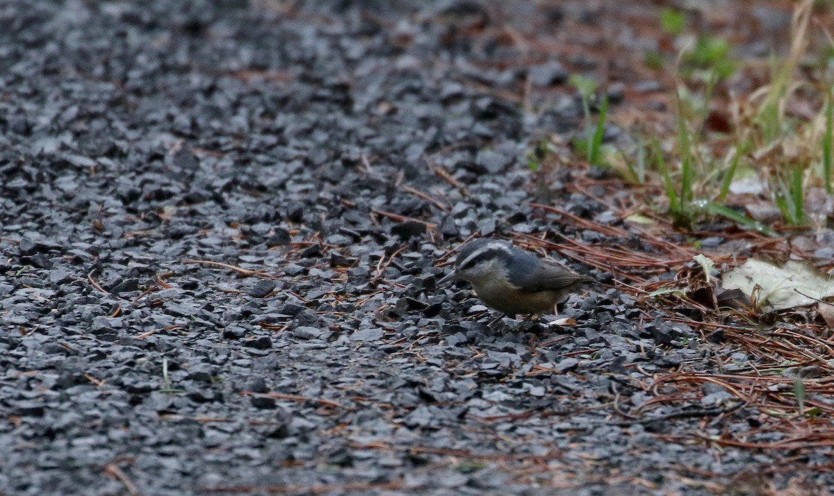 Red-breasted Nuthatch - ML286163721
