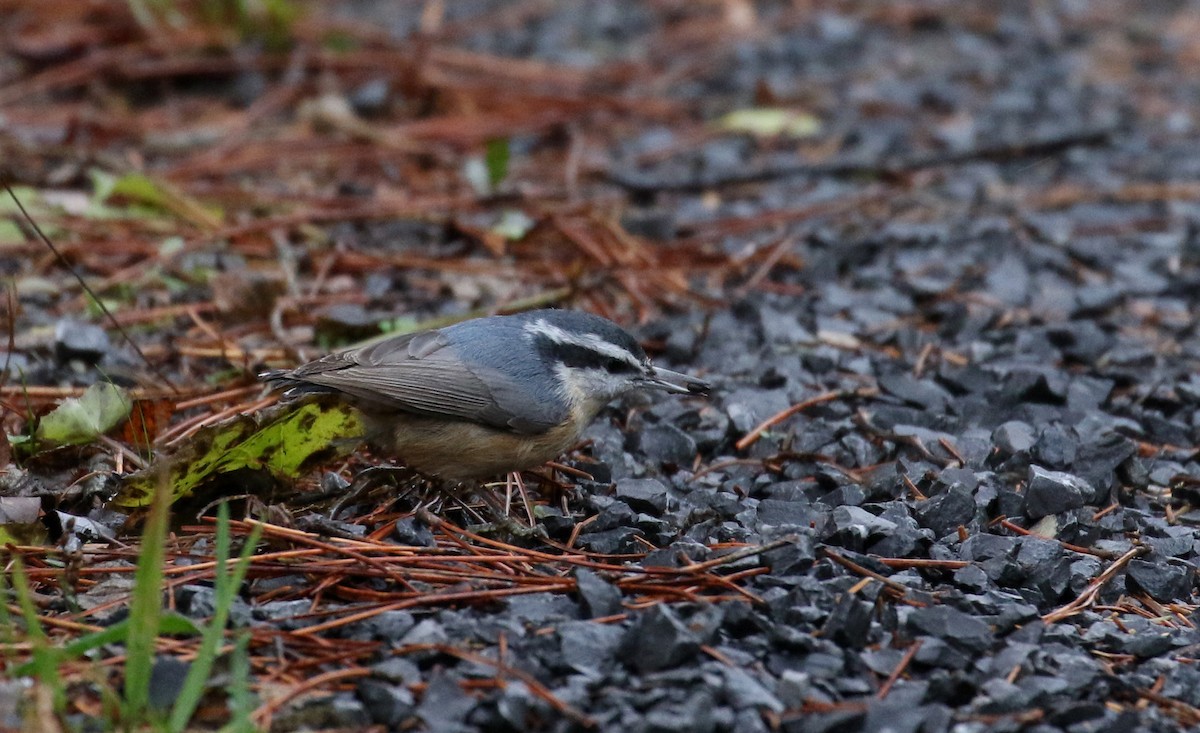 Red-breasted Nuthatch - ML286163751