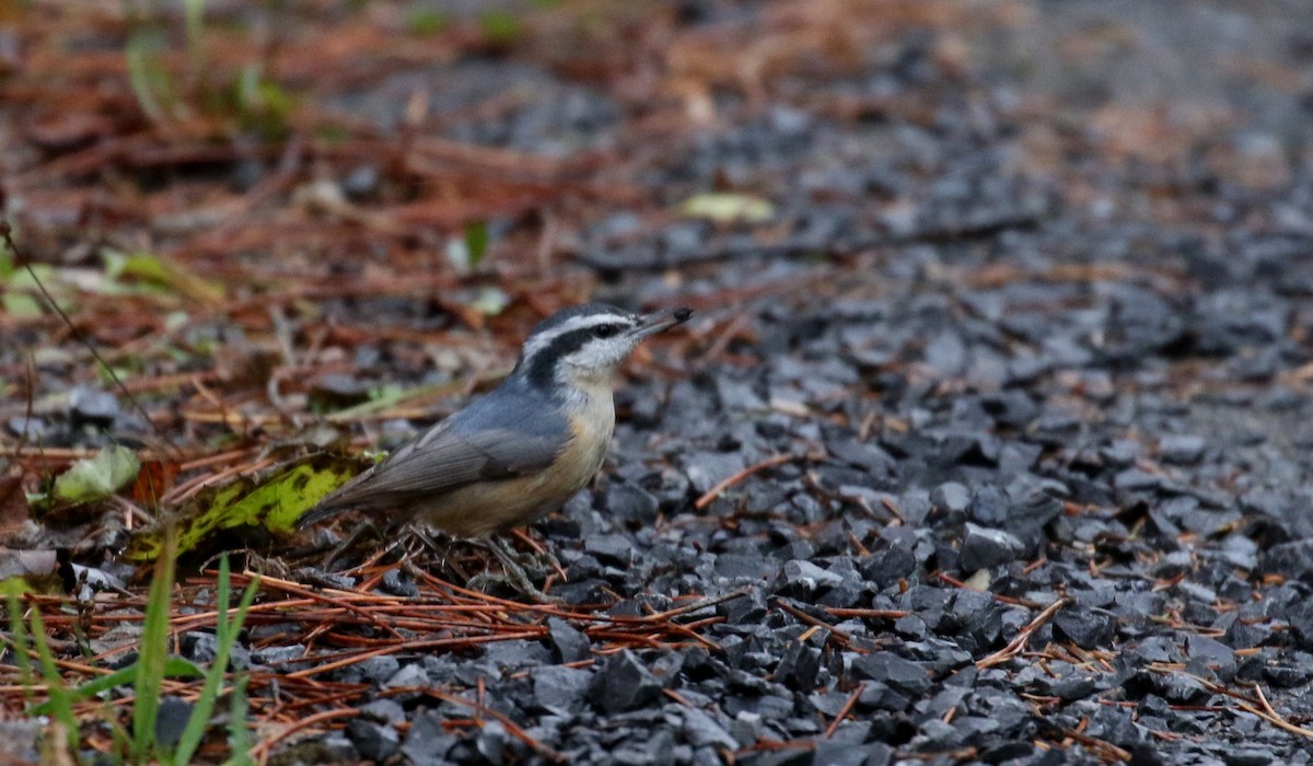 Red-breasted Nuthatch - ML286163781