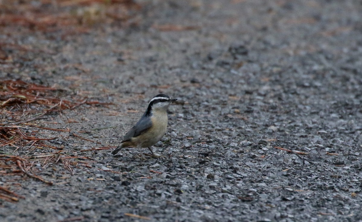 Red-breasted Nuthatch - ML286163891