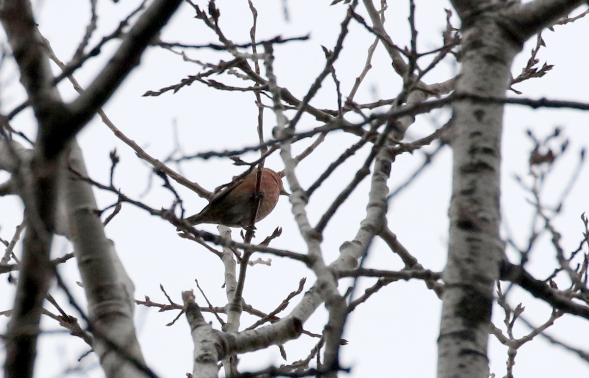 Red Crossbill (Douglas-fir or type 4) - Jay McGowan