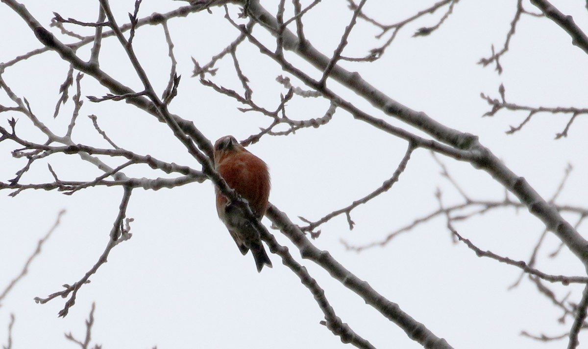 Red Crossbill (Douglas-fir or type 4) - Jay McGowan